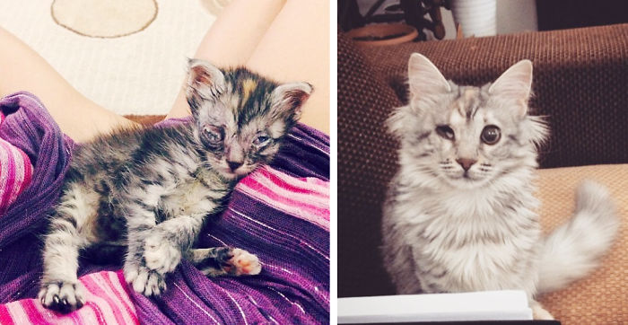 Meatball, Found In Car Engine, Almost Lost Two Eyes. 6-month Later, She's A 1eyed Princess.