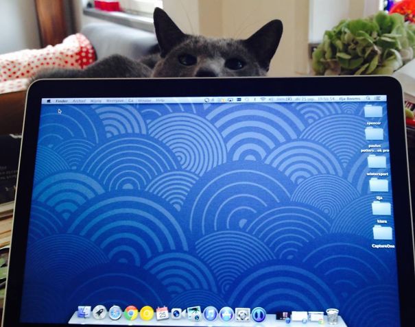 Mister Bear, Our Russian Blue