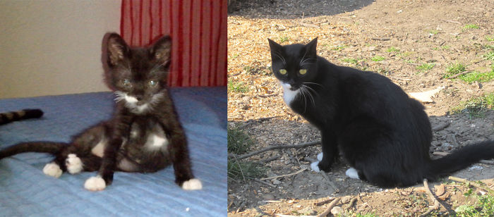 Mrvica(muvitsa), Found By Our Dog, Full Of Worms And Infections. Back Then And Two Years Later.
