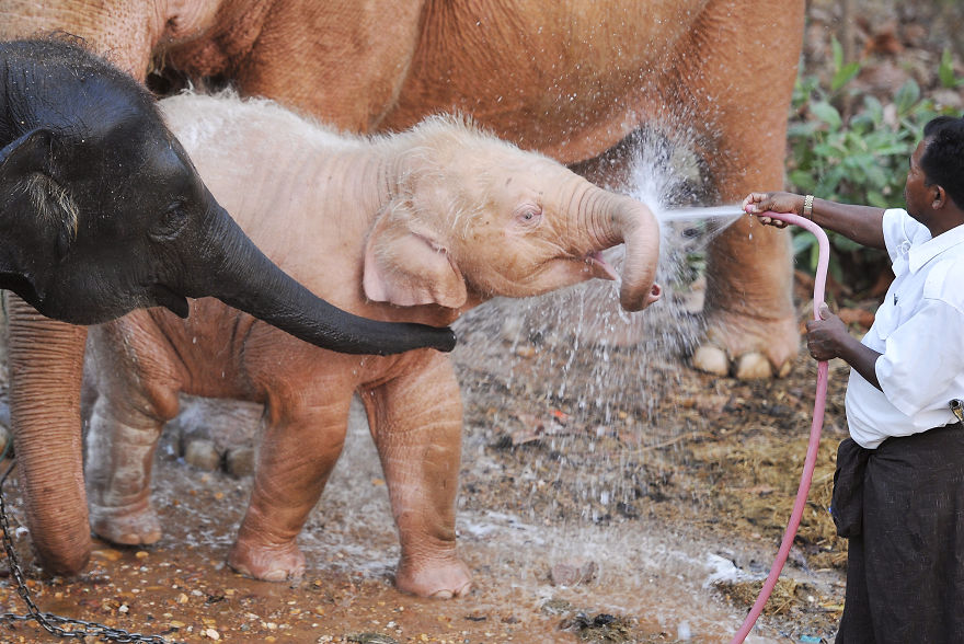 Albino Baby Elephant