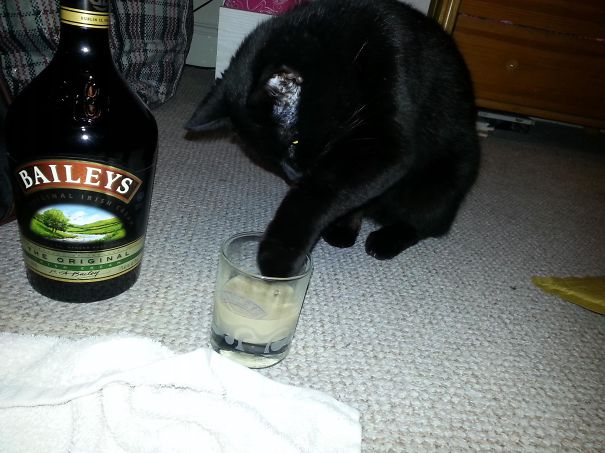 I Like This, Can I Have Some Please?