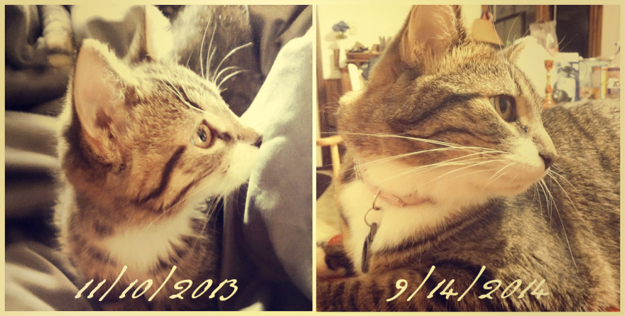 Penaluna (2 Months/12 Months)