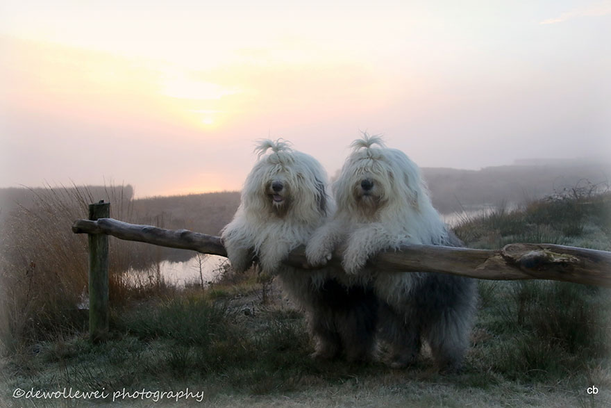 old-english-sheepdog-dog-sisters-sophie-sarah-cees-bol-1 old-english-sheepdog-dog-sisters-sophie-sarah-cees-bol-1