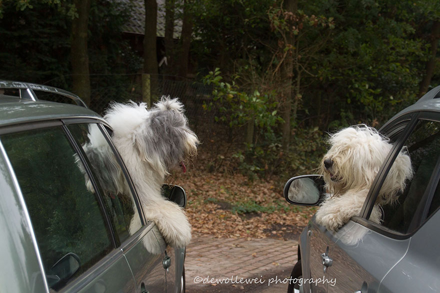 old-english-sheepdog-dog-sisters-sophie-sarah-cees-bol-13 old-english-sheepdog-dog-sisters-sophie-sarah-cees-bol-13