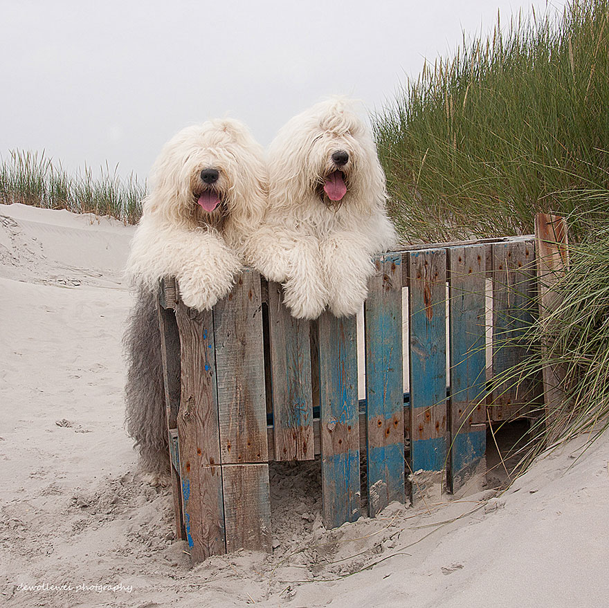old-english-sheepdog-dog-sisters-sophie-sarah-cees-bol-17 old-english-sheepdog-dog-sisters-sophie-sarah-cees-bol-17