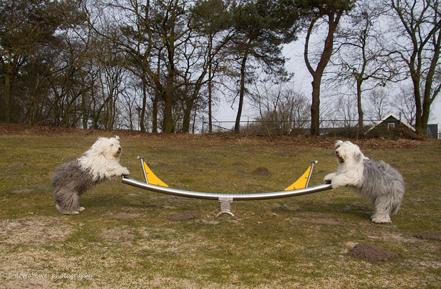 old-english-sheepdog-dog-sisters-sophie-sarah-cees-bol-19 old-english-sheepdog-dog-sisters-sophie-sarah-cees-bol-19