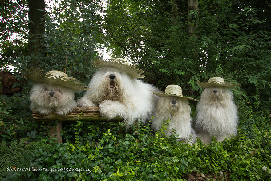 old-english-sheepdog-dog-sisters-sophie-sarah-cees-bol-2 old-english-sheepdog-dog-sisters-sophie-sarah-cees-bol-2