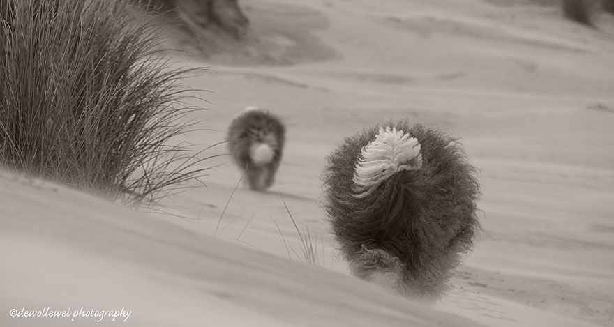 old-english-sheepdog-dog-sisters-sophie-sarah-cees-bol-21 old-english-sheepdog-dog-sisters-sophie-sarah-cees-bol-21
