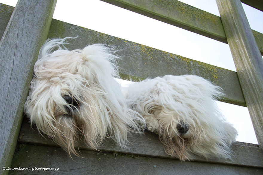 old-english-sheepdog-dog-sisters-sophie-sarah-cees-bol-22 old-english-sheepdog-dog-sisters-sophie-sarah-cees-bol-22