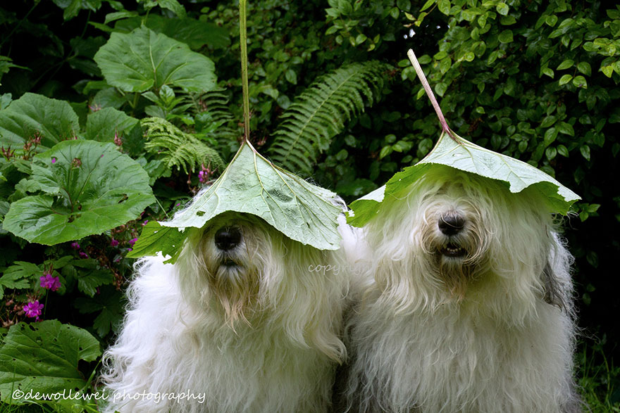 old-english-sheepdog-dog-sisters-sophie-sarah-cees-bol-23 old-english-sheepdog-dog-sisters-sophie-sarah-cees-bol-23