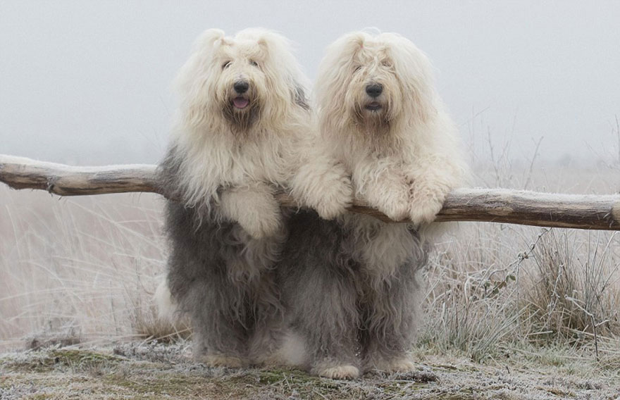 old-english-sheepdog-dog-sisters-sophie-sarah-cees-bol-26 old-english-sheepdog-dog-sisters-sophie-sarah-cees-bol-26