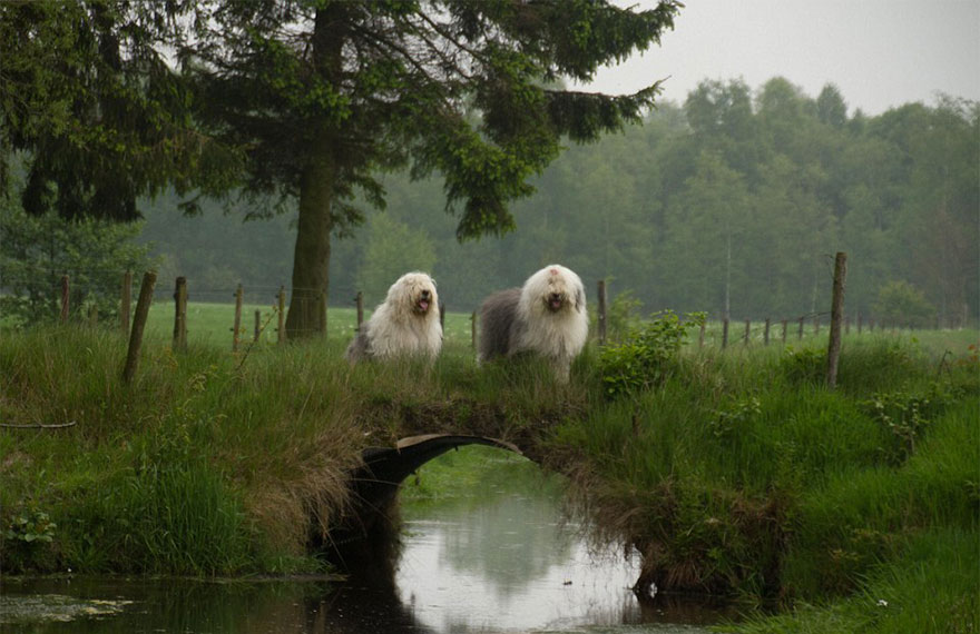 old-english-sheepdog-dog-sisters-sophie-sarah-cees-bol-27 old-english-sheepdog-dog-sisters-sophie-sarah-cees-bol-27