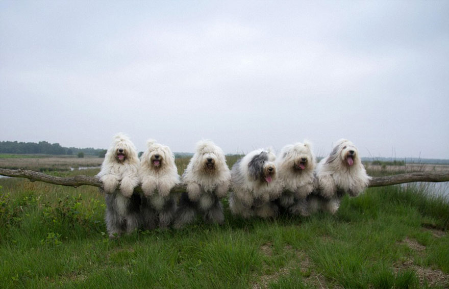 old-english-sheepdog-dog-sisters-sophie-sarah-cees-bol-28 old-english-sheepdog-dog-sisters-sophie-sarah-cees-bol-28