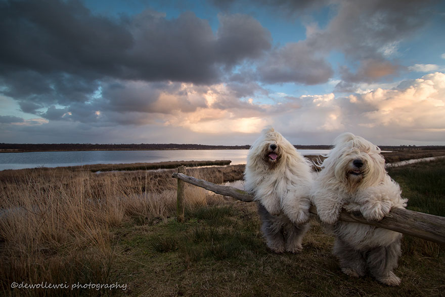 old-english-sheepdog-dog-sisters-sophie-sarah-cees-bol-3 old-english-sheepdog-dog-sisters-sophie-sarah-cees-bol-3
