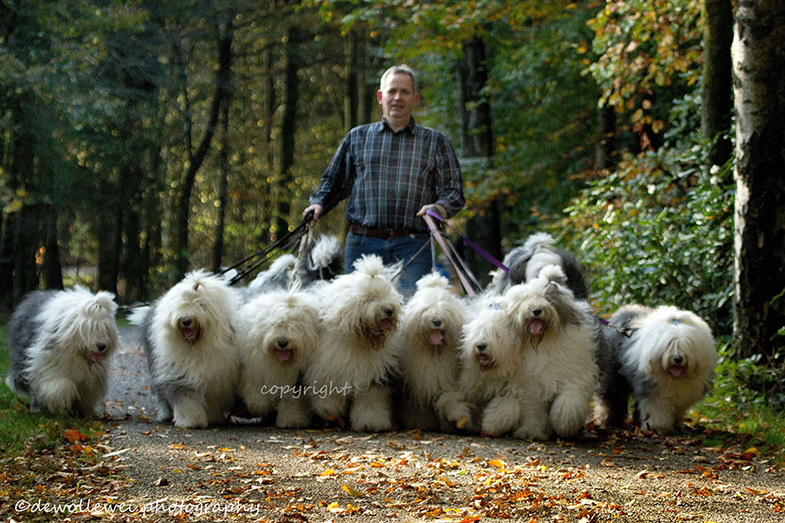 old-english-sheepdog-dog-sisters-sophie-sarah-cees-bol-35 old-english-sheepdog-dog-sisters-sophie-sarah-cees-bol-35