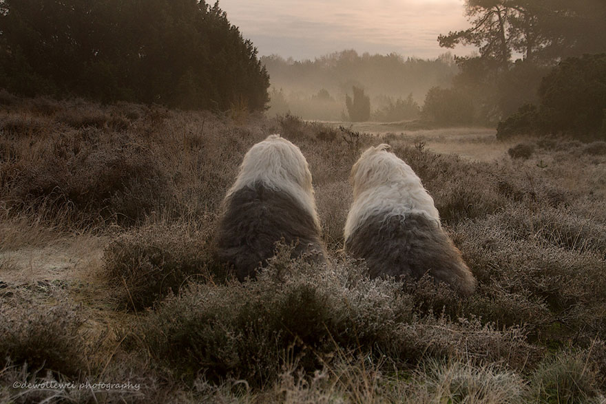 old-english-sheepdog-dog-sisters-sophie-sarah-cees-bol-4 old-english-sheepdog-dog-sisters-sophie-sarah-cees-bol-4
