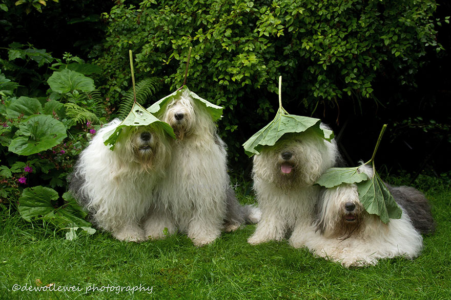 old-english-sheepdog-dog-sisters-sophie-sarah-cees-bol-5 old-english-sheepdog-dog-sisters-sophie-sarah-cees-bol-5