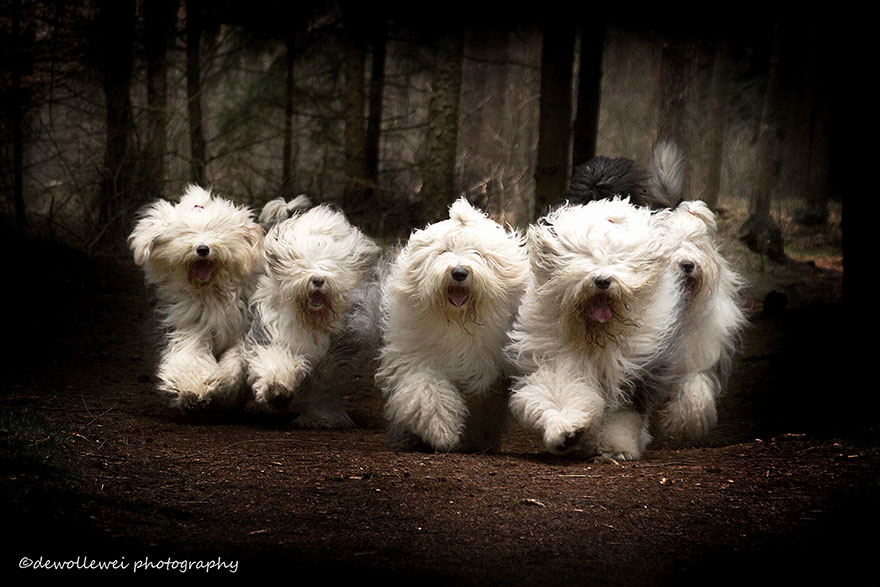 old-english-sheepdog-dog-sisters-sophie-sarah-cees-bol-6 old-english-sheepdog-dog-sisters-sophie-sarah-cees-bol-6