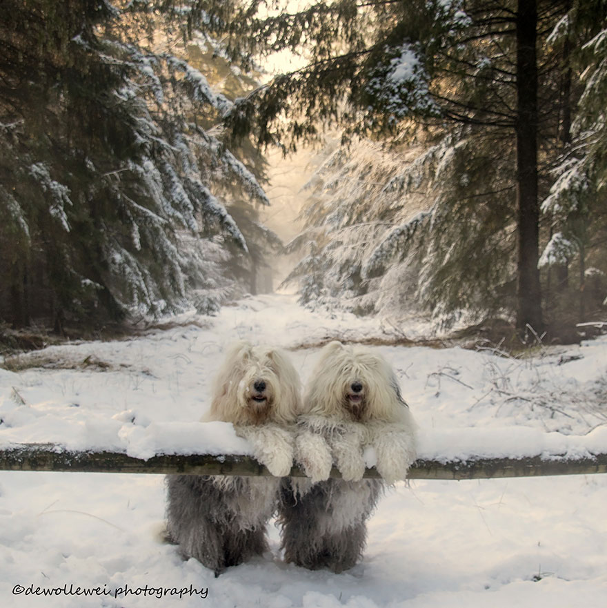 old-english-sheepdog-dog-sisters-sophie-sarah-cees-bol-7 old-english-sheepdog-dog-sisters-sophie-sarah-cees-bol-7