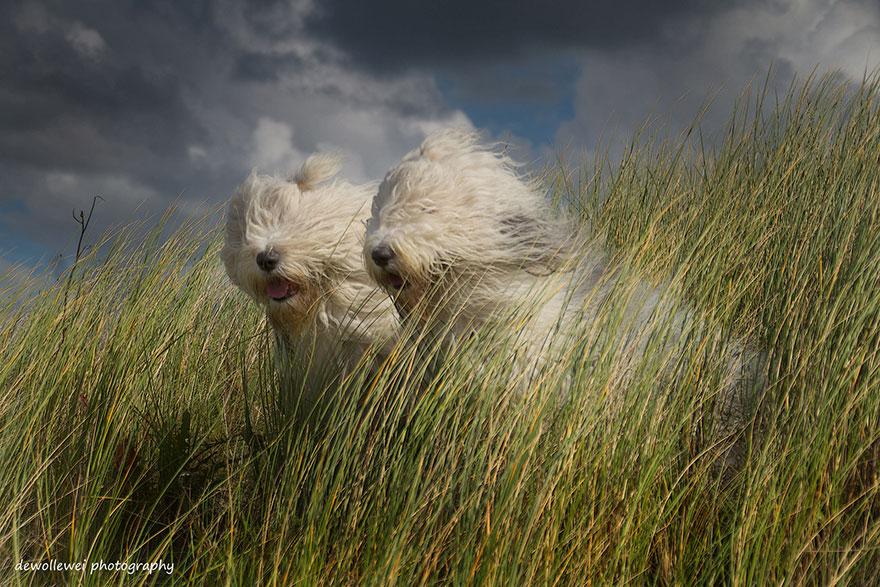 old-english-sheepdog-dog-sisters-sophie-sarah-cees-bol-8 old-english-sheepdog-dog-sisters-sophie-sarah-cees-bol-8