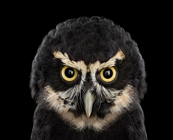 Keepers Of Wisdom: I Explore The Mystical Beauty Of Owls