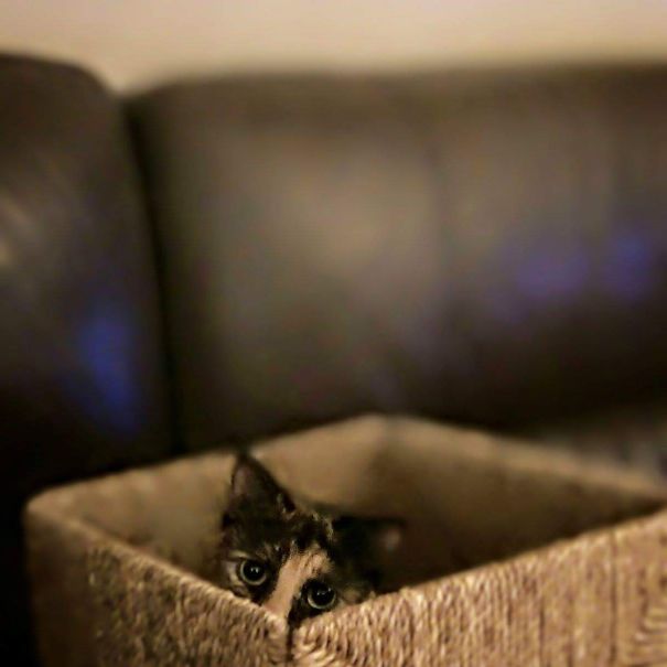 If I Stay Her Long Enough I Could Have Human For Dinner