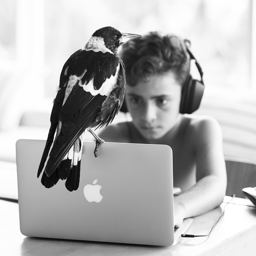 penguin-magpie-rescue-friendship-bloom-family-australia-11 penguin-magpie-rescue-friendship-bloom-family-australia-11