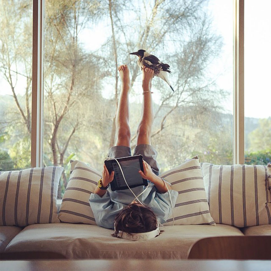 penguin-magpie-rescue-friendship-bloom-family-australia-15 penguin-magpie-rescue-friendship-bloom-family-australia-15