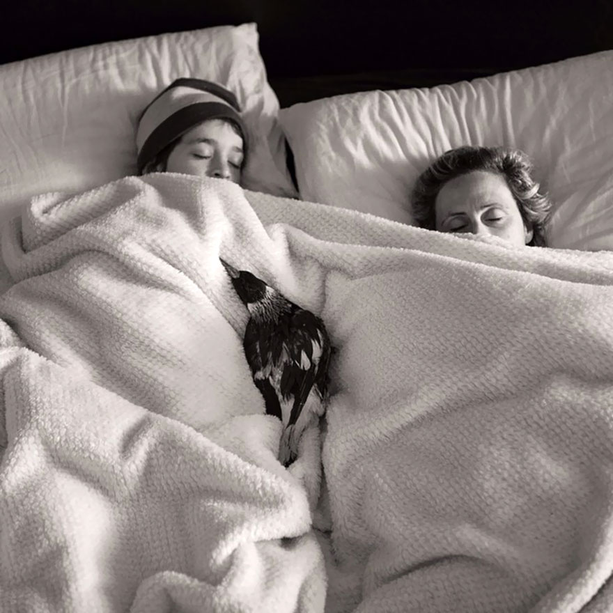 penguin-magpie-rescue-friendship-bloom-family-australia-16 penguin-magpie-rescue-friendship-bloom-family-australia-16