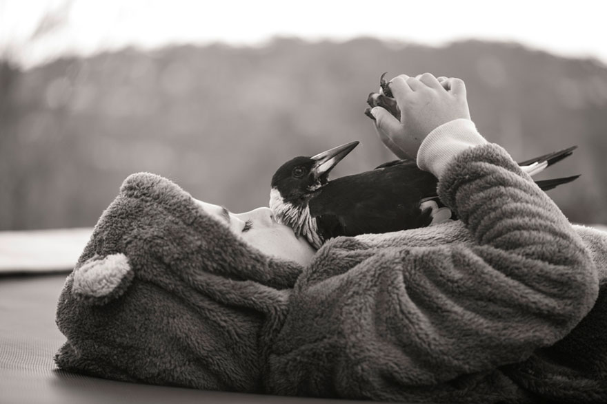 penguin-magpie-rescue-friendship-bloom-family-australia-17 penguin-magpie-rescue-friendship-bloom-family-australia-17