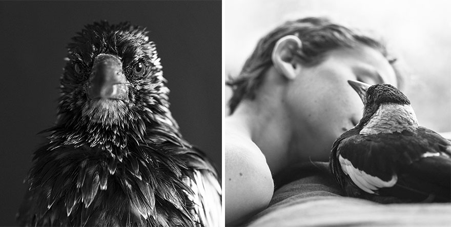 penguin-magpie-rescue-friendship-bloom-family-australia-22 penguin-magpie-rescue-friendship-bloom-family-australia-22