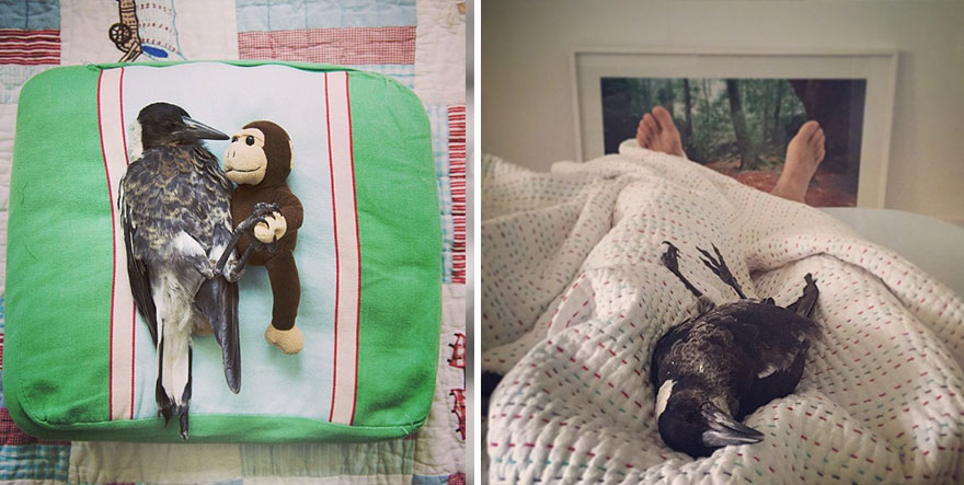 penguin-magpie-rescue-friendship-bloom-family-australia-27 penguin-magpie-rescue-friendship-bloom-family-australia-27