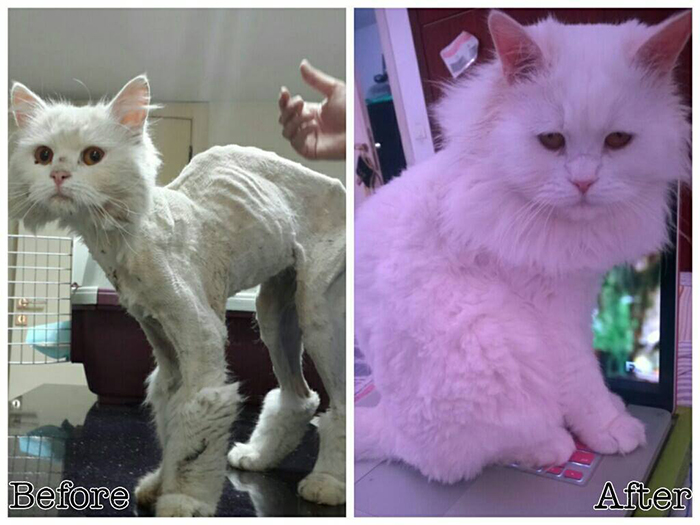 Percy Was Dumped By His Guardians, Now Getting The Love He Deserves In His New Forever Home