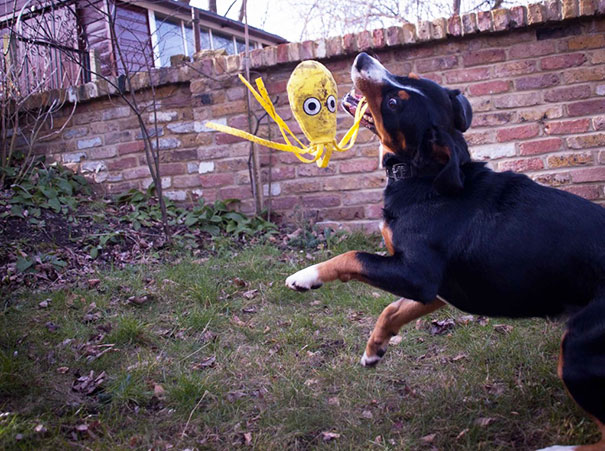 I Do Love A Toy With Flappy Bits To Shake Around