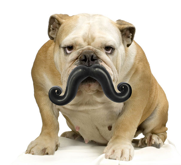 Humunga Stache Durable Dog Toy