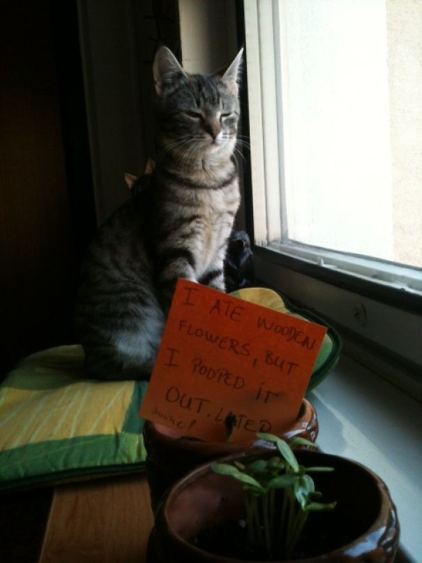 I Have No Problem. Do You?