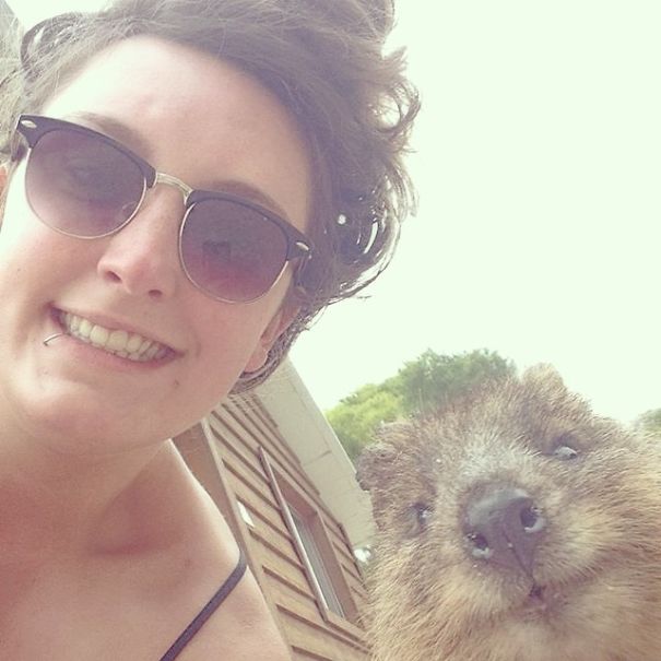 Quokka Selfie