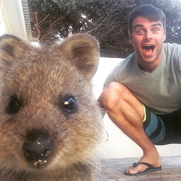 Quokka Selfie