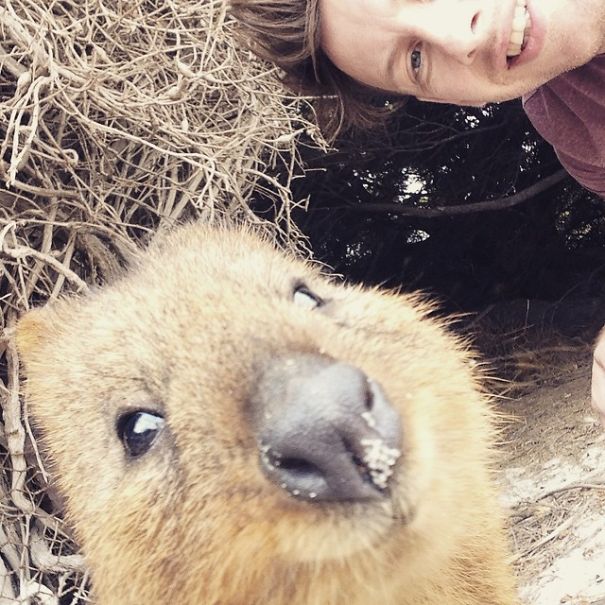 Quokka Selfie
