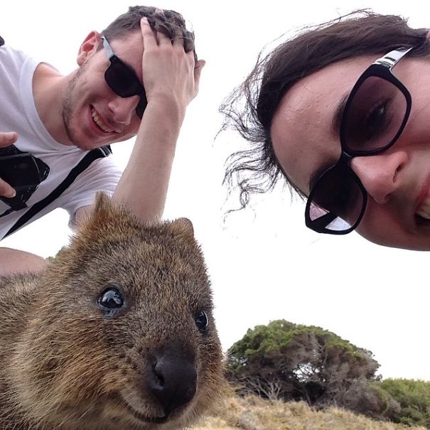 Quokka Selfie