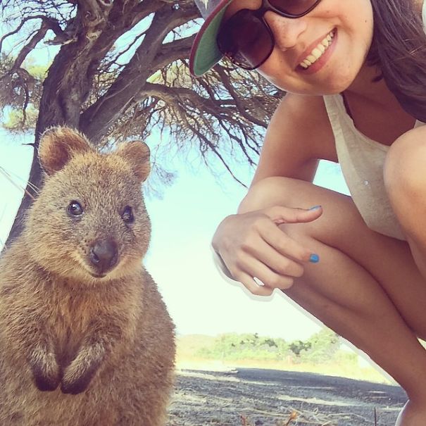 Quokka Selfie