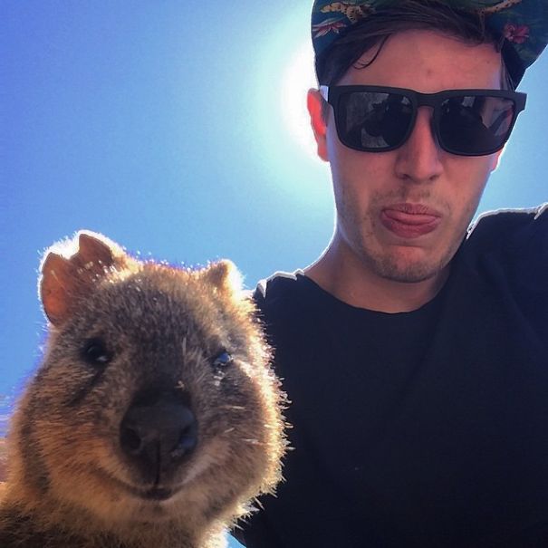 Quokka Selfie
