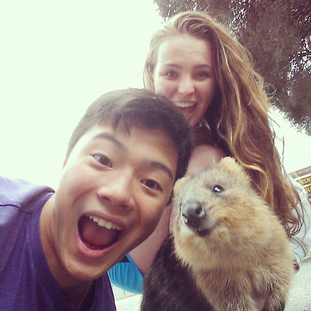 Quokka Selfie