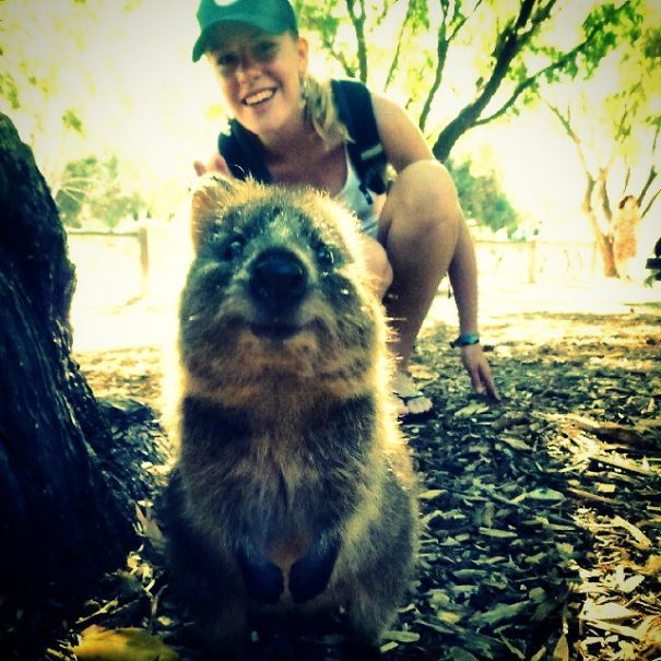 Quokka Selfie