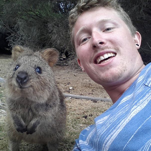 Quokka Selfie