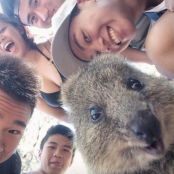 Quokka Selfie