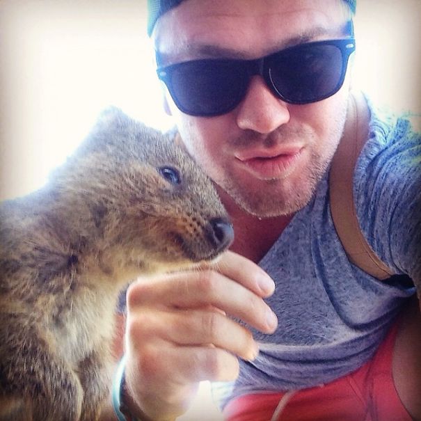 Quokka Selfie