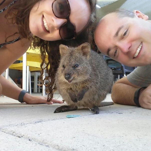 Quokka Selfie