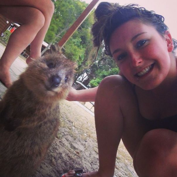 Quokka Selfie