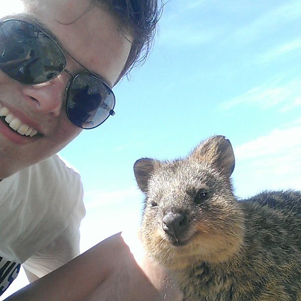 Quokka Selfie